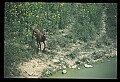 10075-00236-Elk, Wapiti, Cervus elaphus.jpg