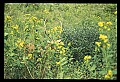 10075-00237-Elk, Wapiti, Cervus elaphus.jpg