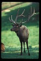 10075-00238-Elk, Wapiti, Cervus elaphus.jpg