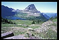 10076-00001-Mountain Goat, Oreamnos americanus.jpg