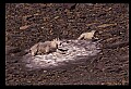 10076-00004-Mountain Goat, Oreamnos americanus.jpg