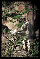 10076-00009-Mountain Goat, Oreamnos americanus.jpg