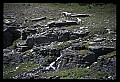 10076-00013-Mountain Goat, Oreamnos americanus.jpg