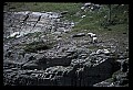 10076-00014-Mountain Goat, Oreamnos americanus.jpg