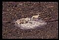 10076-00018-Mountain Goat, Oreamnos americanus.jpg
