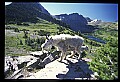 10076-00026-Mountain Goat, Oreamnos americanus.jpg