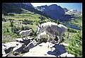 10076-00028-Mountain Goat, Oreamnos americanus.jpg