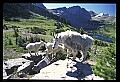 10076-00029-Mountain Goat, Oreamnos americanus.jpg