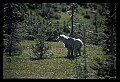 10076-00032-Mountain Goat, Oreamnos americanus.jpg