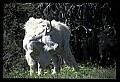 10076-00038-Mountain Goat, Oreamnos americanus.jpg