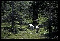 10076-00039-Mountain Goat, Oreamnos americanus.jpg