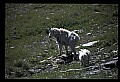 10076-00040-Mountain Goat, Oreamnos americanus.jpg