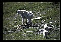 10076-00041-Mountain Goat, Oreamnos americanus.jpg