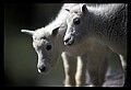 10076-00043-Mountain Goat, Oreamnos americanus.jpg