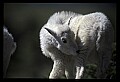 10076-00045-Mountain Goat, Oreamnos americanus.jpg