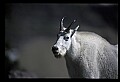 10076-00051-Mountain Goat, Oreamnos americanus.jpg