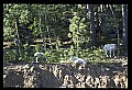 10076-00057-Mountain Goat, Oreamnos americanus.jpg