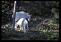 10076-00074-Mountain Goat, Oreamnos americanus.jpg