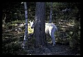 10076-00080-Mountain Goat, Oreamnos americanus.jpg