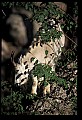 10076-00087-Mountain Goat, Oreamnos americanus.jpg