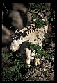 10076-00088-Mountain Goat, Oreamnos americanus.jpg