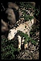 10076-00089-Mountain Goat, Oreamnos americanus.jpg