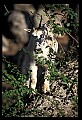 10076-00090-Mountain Goat, Oreamnos americanus.jpg