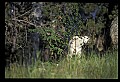 10076-00091-Mountain Goat, Oreamnos americanus.jpg