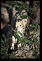 10076-00093-Mountain Goat, Oreamnos americanus.jpg