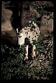 10076-00096-Mountain Goat, Oreamnos americanus.jpg