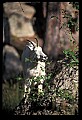 10076-00098-Mountain Goat, Oreamnos americanus.jpg