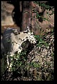 10076-00099-Mountain Goat, Oreamnos americanus.jpg