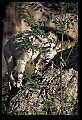 10076-00100-Mountain Goat, Oreamnos americanus.jpg