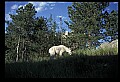10076-00103-Mountain Goat, Oreamnos americanus.jpg