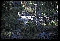 10076-00116-Mountain Goat, Oreamnos americanus.jpg