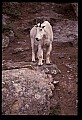 10076-00132-Mountain Goat, Oreamnos americanus.jpg