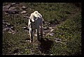 10076-00143-Mountain Goat, Oreamnos americanus.jpg