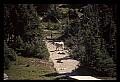 10076-00145-Mountain Goat, Oreamnos americanus.jpg