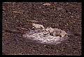 10076-00169-Mountain Goat, Oreamnos americanus.jpg