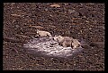 10076-00170-Mountain Goat, Oreamnos americanus.jpg