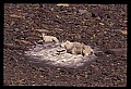 10076-00171-Mountain Goat, Oreamnos americanus.jpg