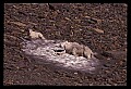 10076-00174-Mountain Goat, Oreamnos americanus.jpg