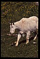 10076-00182-Mountain Goat, Oreamnos americanus.jpg