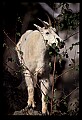 10076-00185-Mountain Goat, Oreamnos americanus.jpg