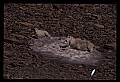 10076-00190-Mountain Goat, Oreamnos americanus.jpg