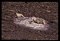 10076-00191-Mountain Goat, Oreamnos americanus.jpg