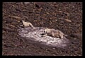 10076-00192-Mountain Goat, Oreamnos americanus.jpg