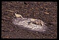10076-00197-Mountain Goat, Oreamnos americanus.jpg