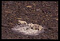 10076-00198-Mountain Goat, Oreamnos americanus.jpg