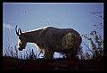 10076-00199-Mountain Goat, Oreamnos americanus.jpg